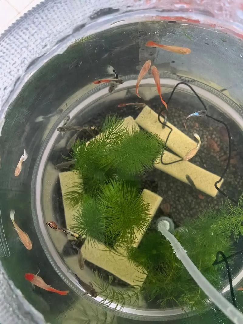 孔雀魚混養(yǎng)的最佳搭配有哪些：九種適合和孔雀魚混養(yǎng)的魚 孔雀魚混養(yǎng)的最佳搭配有哪些：九種適合和孔雀魚混養(yǎng)的魚 龍魚百科 第9張