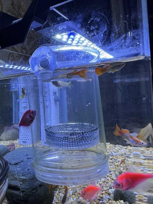 孔雀魚混養(yǎng)的最佳搭配有哪些：九種適合和孔雀魚混養(yǎng)的魚 孔雀魚混養(yǎng)的最佳搭配有哪些：九種適合和孔雀魚混養(yǎng)的魚 龍魚百科 第12張