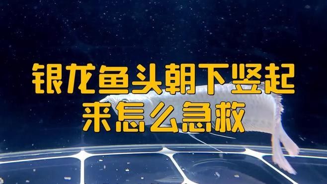 龍魚在冷水中如何急救？：當龍魚因低溫出現(xiàn)應激反應如直立、翻肚、呼吸緩慢等 龍魚在冷水中如何急救？：當龍魚因低溫出現(xiàn)應激反應如直立、翻肚、呼吸緩慢等 龍魚百科 第2張
