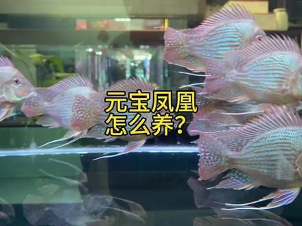 元江哪個水族館龍魚好？祥龍魚場龍魚：廣州龍魚祥龍魚場,中國最貴龍魚前十名 元江哪個水族館龍魚好？祥龍魚場龍魚：廣州龍魚祥龍魚場,中國最貴龍魚前十名 龍魚百科 第7張