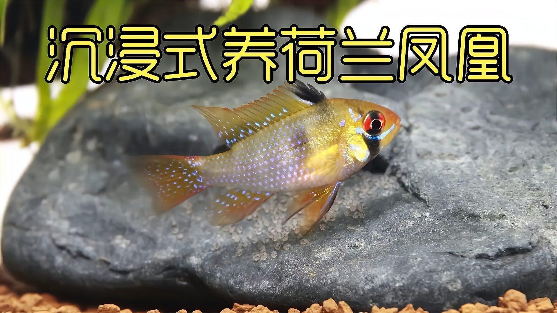 元江哪個水族館龍魚好？祥龍魚場龍魚：廣州龍魚祥龍魚場,中國最貴龍魚前十名 元江哪個水族館龍魚好？祥龍魚場龍魚：廣州龍魚祥龍魚場,中國最貴龍魚前十名 龍魚百科 第6張