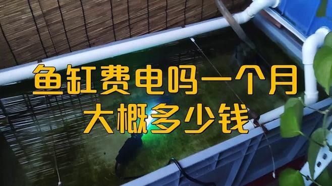 2.5米魚缸養九龍魚需要多大的電費：2017年鱘龍魚價格下降的原因是什么？ 2.5米魚缸養九龍魚需要多大的電費：2017年鱘龍魚價格下降的原因是什么？ 龍魚百科 第2張