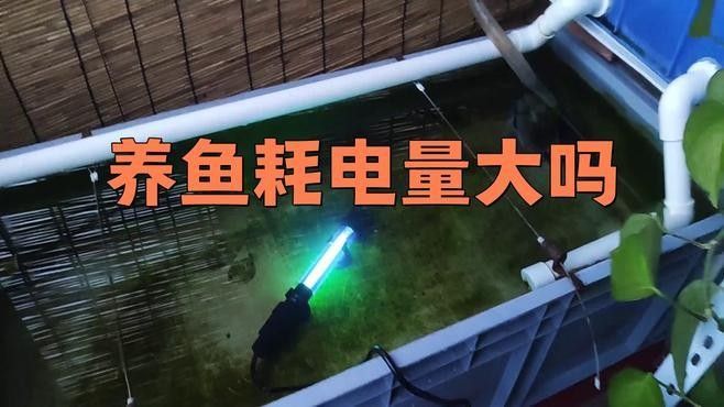 2.5米魚缸養九龍魚需要多大的電費：2017年鱘龍魚價格下降的原因是什么？ 2.5米魚缸養九龍魚需要多大的電費：2017年鱘龍魚價格下降的原因是什么？ 龍魚百科 第4張