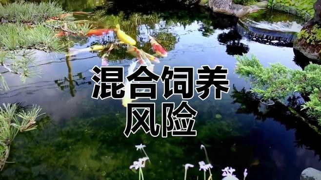 蝴蝶鯉和哪些魚混養比較好：蝴蝶鯉和普通錦鯉混養怎么辦 蝴蝶鯉和哪些魚混養比較好：蝴蝶鯉和普通錦鯉混養怎么辦 龍魚百科 第2張