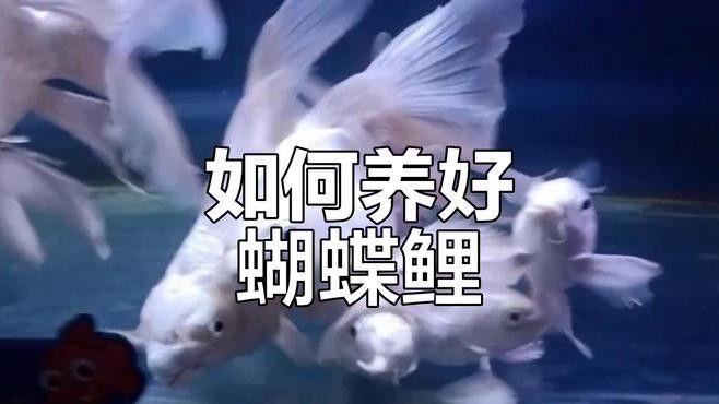 蝴蝶鯉和哪些魚混養比較好：蝴蝶鯉和普通錦鯉混養怎么辦 蝴蝶鯉和哪些魚混養比較好：蝴蝶鯉和普通錦鯉混養怎么辦 龍魚百科 第3張