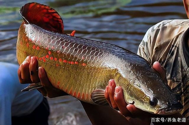 推薦一些與海象魚混養(yǎng)的魚類：海象魚（巨骨舌魚）作為體型龐大的頂級掠食性魚類