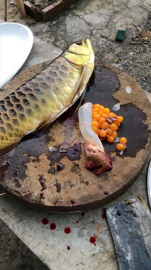 金龍魚吃哪種魚肉最好？：金龍魚作為肉食性觀賞魚，其最佳食物選擇需兼顧營養(yǎng)均衡和安全性