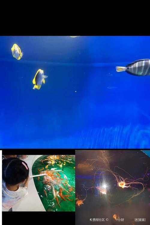 東昌府區佰利水族館的評價如何？：東昌府區佰利水族館怎么樣？