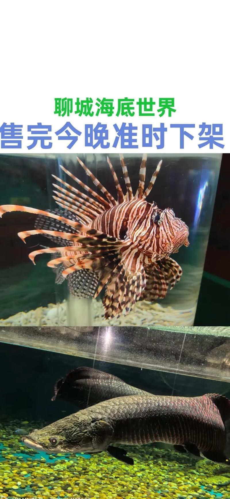 東昌府區佰利水族館的評價如何？：東昌府區佰利水族館怎么樣？