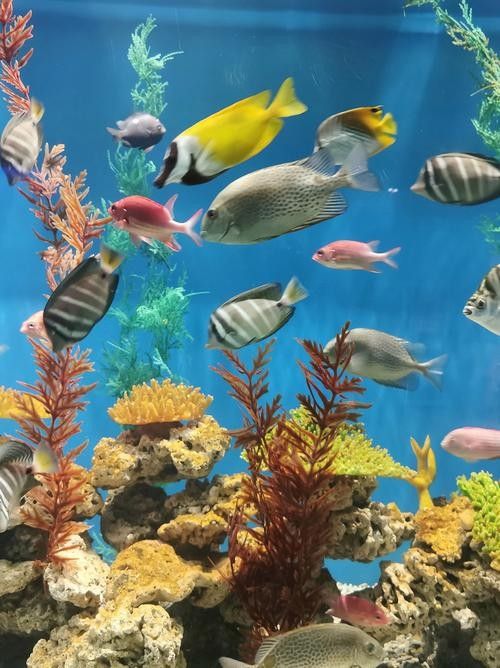 東昌府區佰利水族館的評價如何？：東昌府區佰利水族館怎么樣？