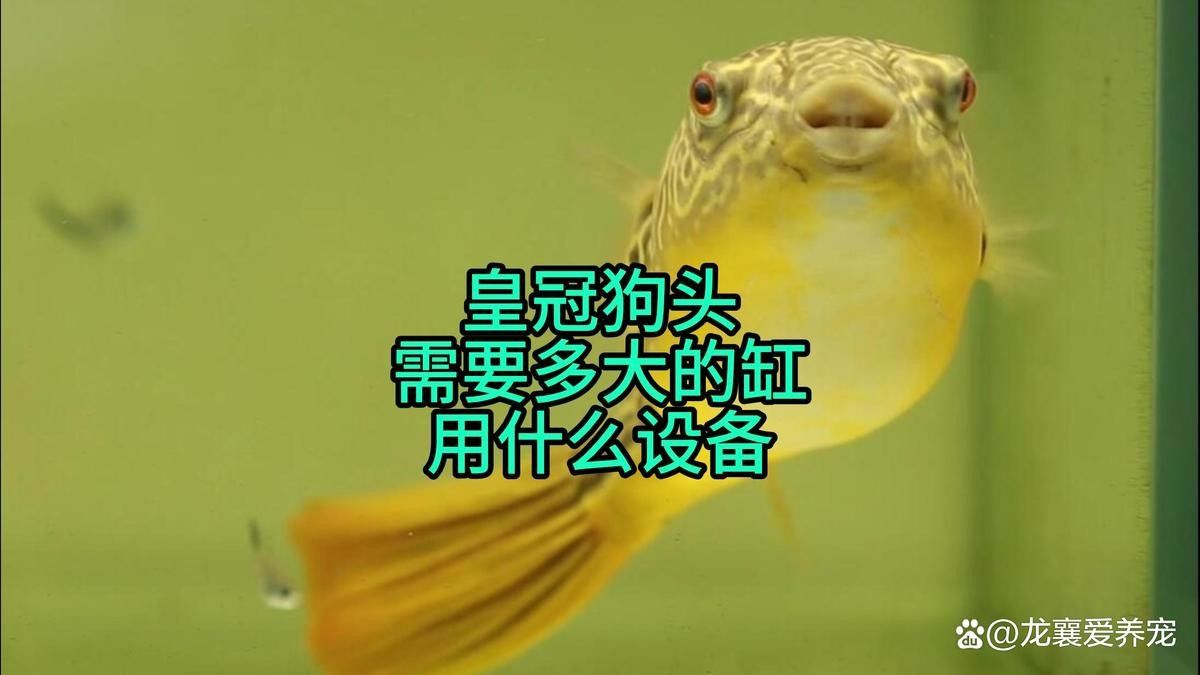 麒麟狗頭和龍魚混養(yǎng)需要多大的魚缸？：麒麟狗頭與龍魚混養(yǎng)需要注意什么,