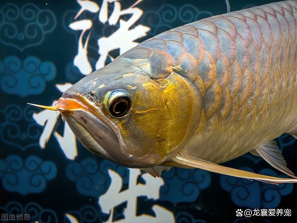 麒麟狗頭和龍魚混養(yǎng)需要多大的魚缸？：麒麟狗頭與龍魚混養(yǎng)需要注意什么,