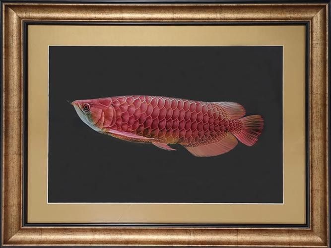 如何找到高清的金龍魚雕刻圖片：從一塊石頭到栩栩如生的金龍魚