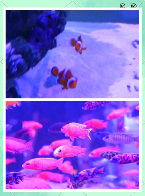 哪里可以購買到長春地區的龍魚：在長春購買龍魚有哪些風險？