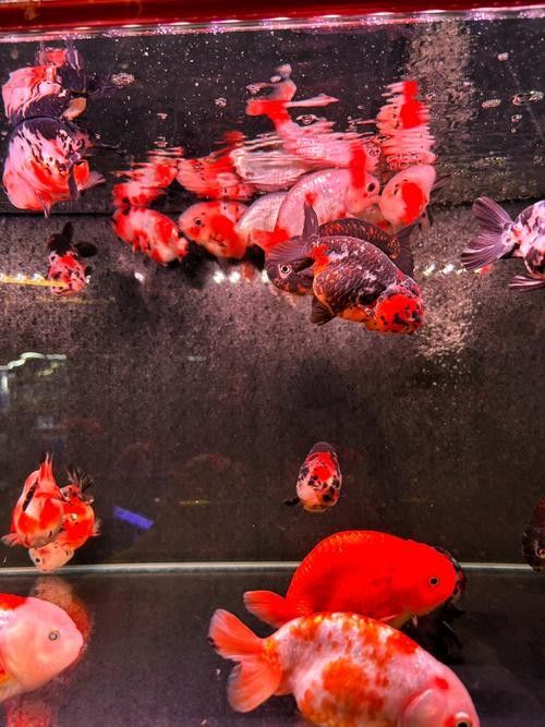 哪里可以購買到長春地區的龍魚：在長春購買龍魚有哪些風險？