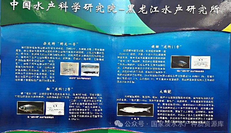 哪里可以購買到長春地區的龍魚：在長春購買龍魚有哪些風險？