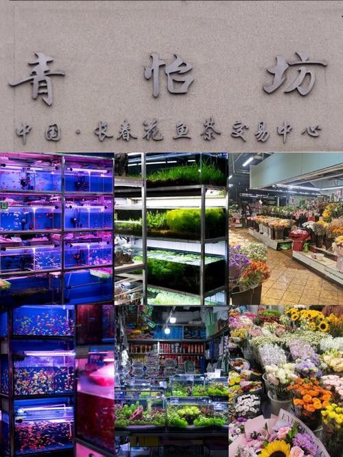 哪里可以購買到長春地區的龍魚：在長春購買龍魚有哪些風險？