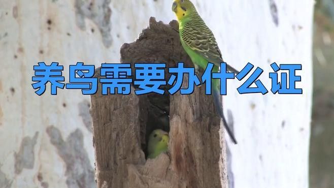 如何合法購買巴卡雷龍魚？：5月1日起購買巴卡雷龍魚（假設(shè)為保護物種）需嚴格遵守以下規(guī)定 如何合法購買巴卡雷龍魚？：5月1日起購買巴卡雷龍魚（假設(shè)為保護物種）需嚴格遵守以下規(guī)定 龍魚百科 第2張