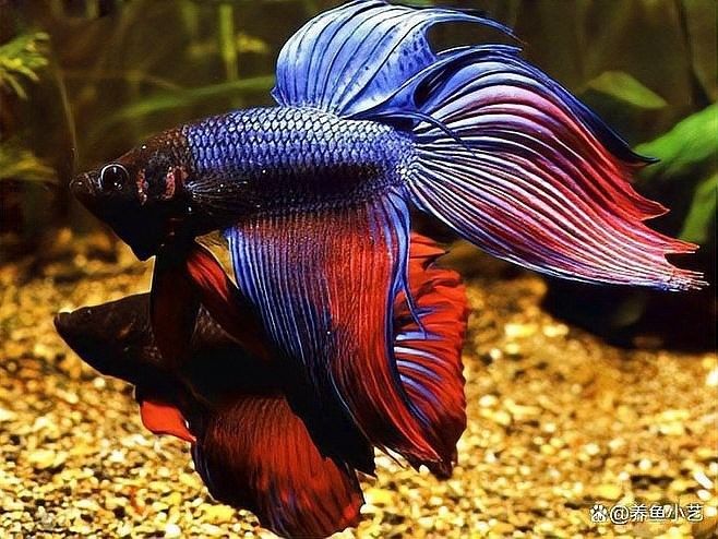恐龍魚互動性如何訓(xùn)練：恐龍魚互動性訓(xùn)練