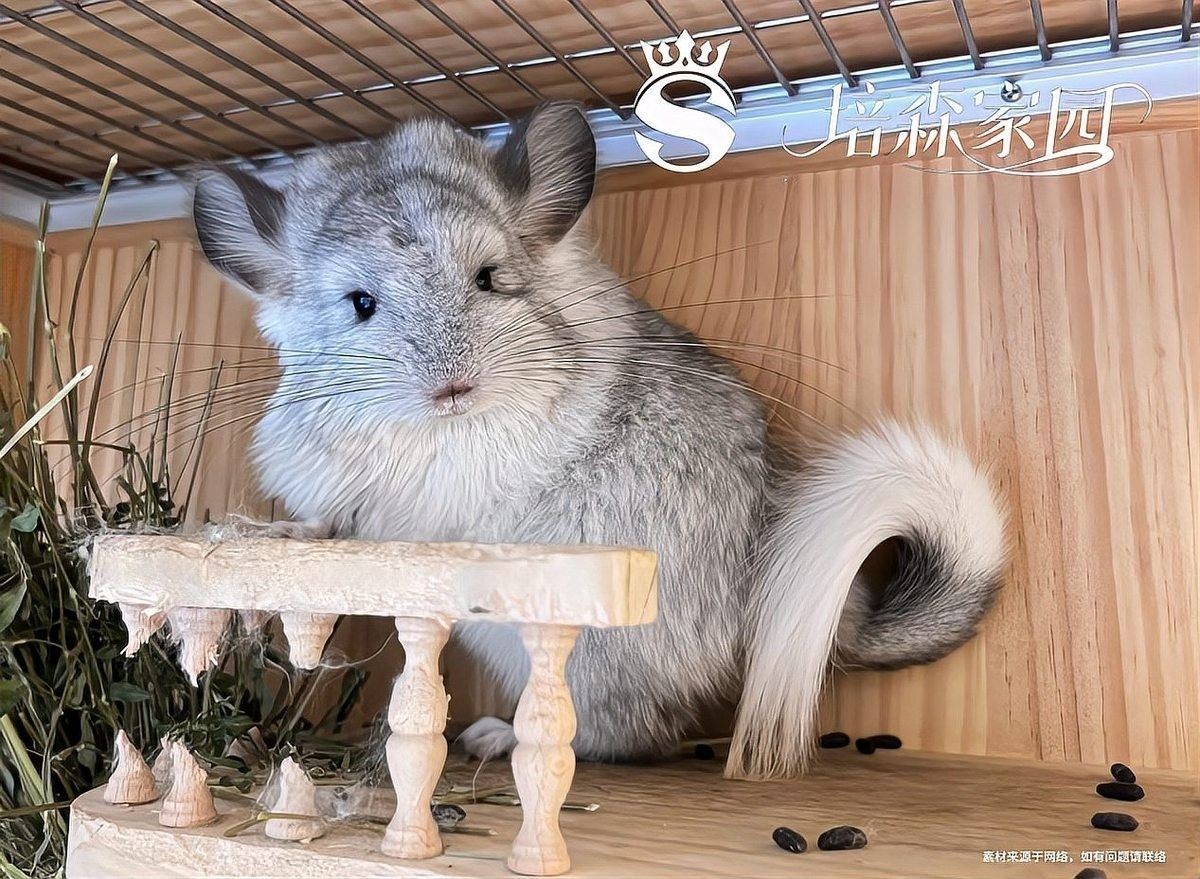 如何判斷龍貓是否運動足夠：活躍度觀察,健康的龍貓應表現出活潑好動的特性