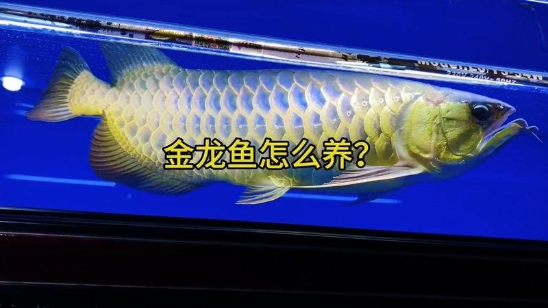 金龍魚需要多大的魚缸：成年金龍魚體長50-70厘米需滿足以下基礎要求 金龍魚需要多大的魚缸：成年金龍魚體長50-70厘米需滿足以下基礎要求 龍魚百科 第6張