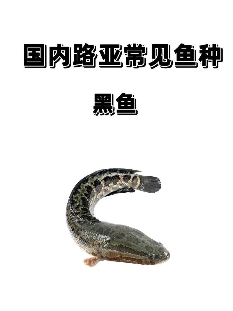 如何辨別非洲黑龍魚的品質(zhì)：非洲黑龍魚怎么養(yǎng)才活得長
