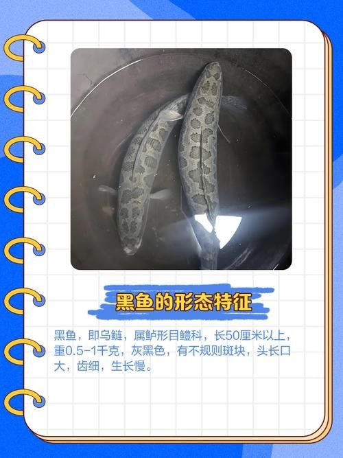 如何辨別非洲黑龍魚的品質(zhì)：非洲黑龍魚怎么養(yǎng)才活得長