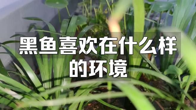 如何辨別非洲黑龍魚的品質(zhì)：非洲黑龍魚怎么養(yǎng)才活得長
