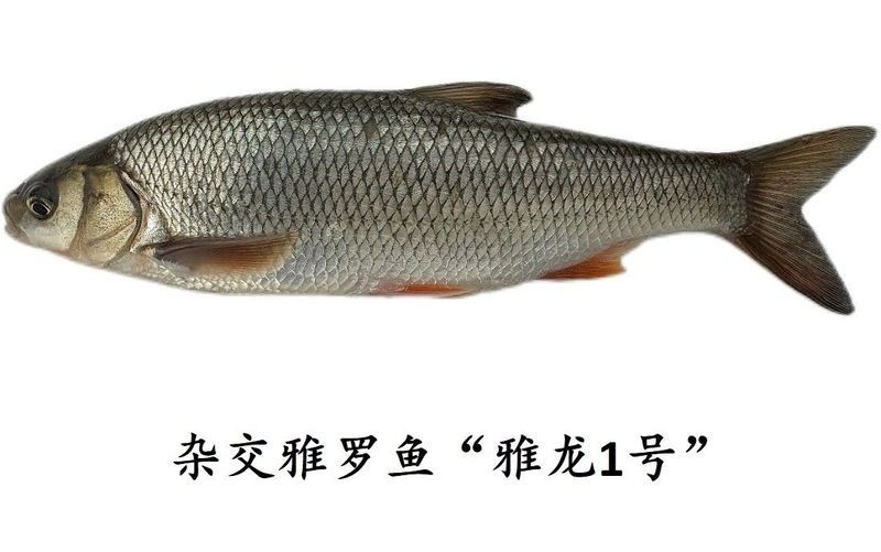 介紹一下“雅龍1號(hào)”新品種：中國(guó)首個(gè)耐堿魚類新品種——雜交雅羅魚