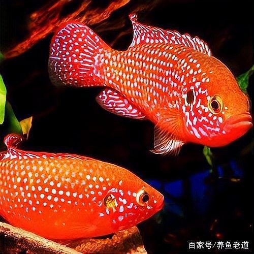 六角龍魚可以吹多久空調？：六角恐龍魚適宜水溫及降溫方法詳解
