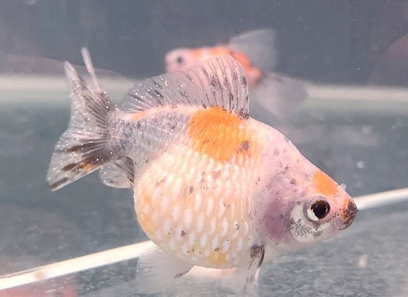 龍魚背上白點會傳染嗎：養魚小藝魚身上長白點怎么辦 龍魚背上白點會傳染嗎：養魚小藝魚身上長白點怎么辦 龍魚百科 第5張