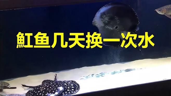 魟魚入缸后多久可以換水？：第一次給魟魚換水,這些細節你必須知道!