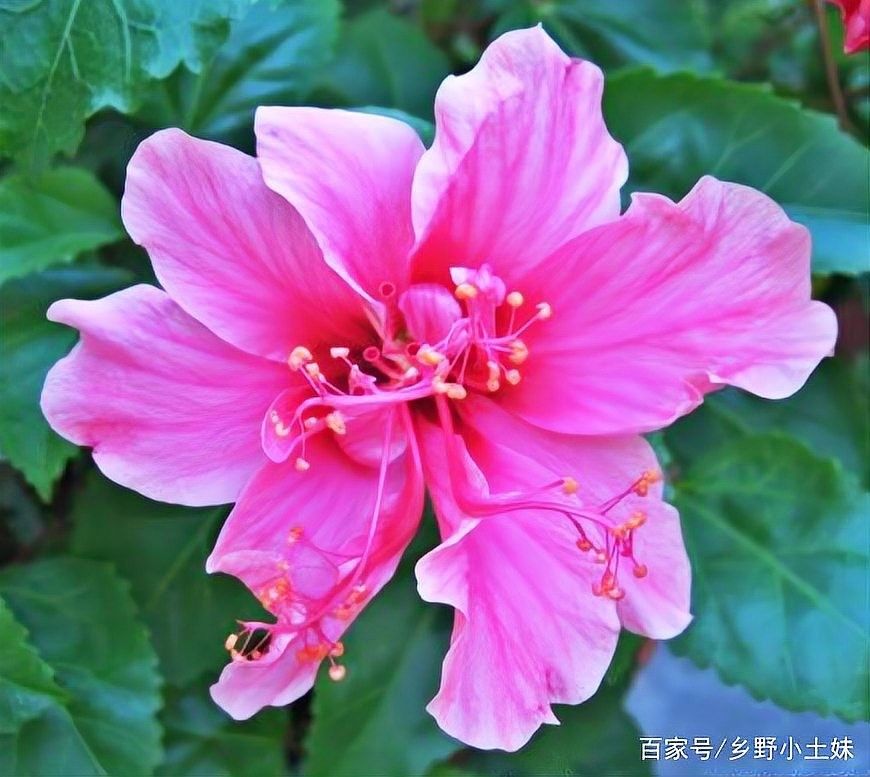 朱槿多久施一次肥？：朱槿花開多,掌握這三要點,不掉花苞狂開花藍妖花園