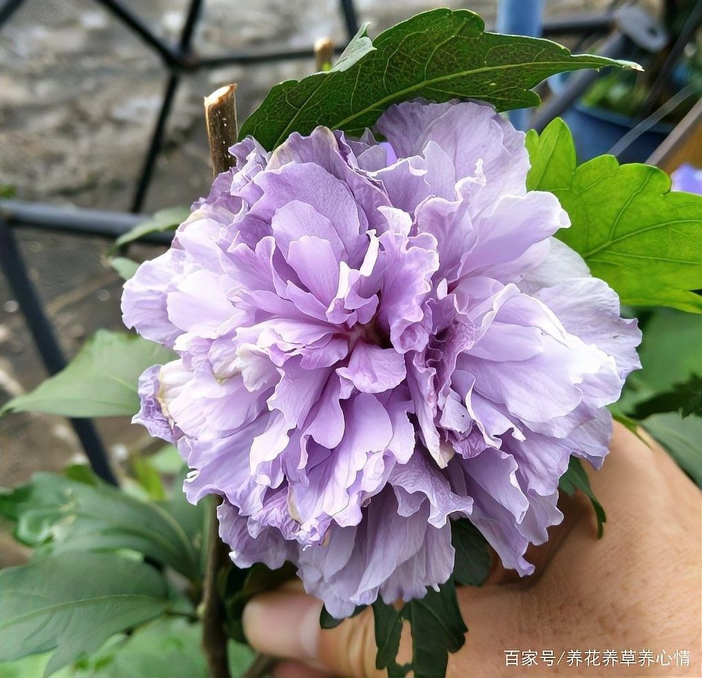 朱槿多久施一次肥？：朱槿花開多,掌握這三要點,不掉花苞狂開花藍妖花園