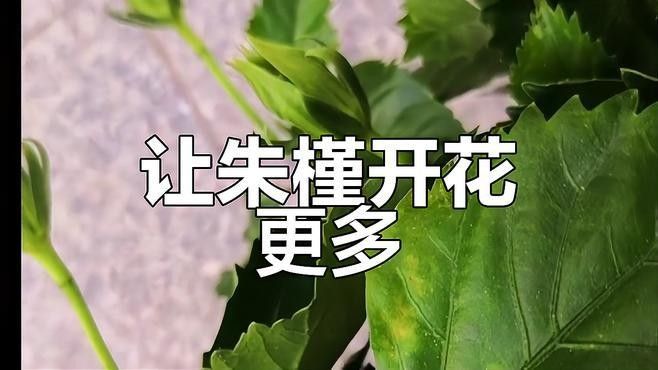 朱槿多久施一次肥？：朱槿花開多,掌握這三要點,不掉花苞狂開花藍妖花園