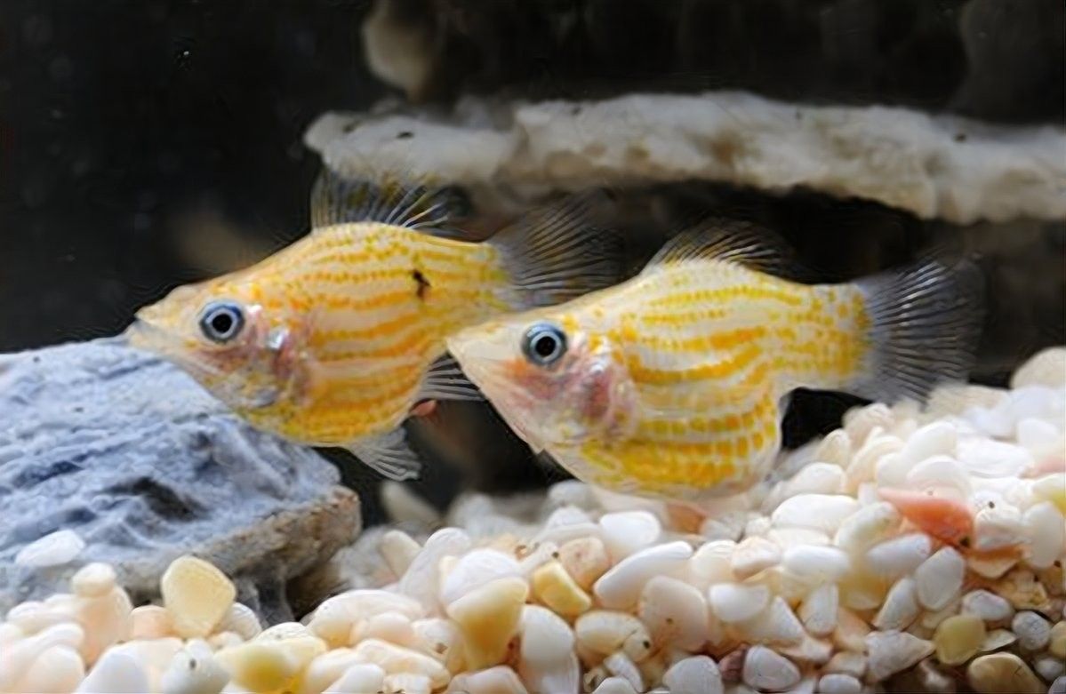 龍魚和三間鼠的最佳混養比例是多少：龍魚與三間鼠混養比例綜合考慮魚缸大小、魚種習性及生態平衡 龍魚和三間鼠的最佳混養比例是多少：龍魚與三間鼠混養比例綜合考慮魚缸大小、魚種習性及生態平衡 龍魚百科 第5張
