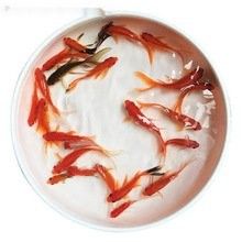 長沙哪里有賣龍魚的地方？：在長沙，購買龍魚主要渠道包括專業(yè)水族市場和觀賞魚專賣店