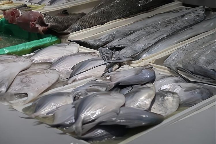長沙哪里有賣龍魚的地方？：在長沙，購買龍魚主要渠道包括專業(yè)水族市場和觀賞魚專賣店