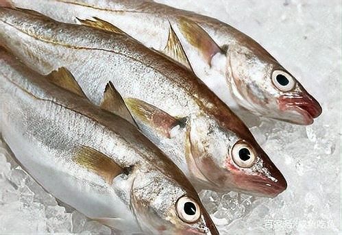 如何區(qū)分新鮮的斑紋龍魚？：如何挑選龍魚，避免買到假貨