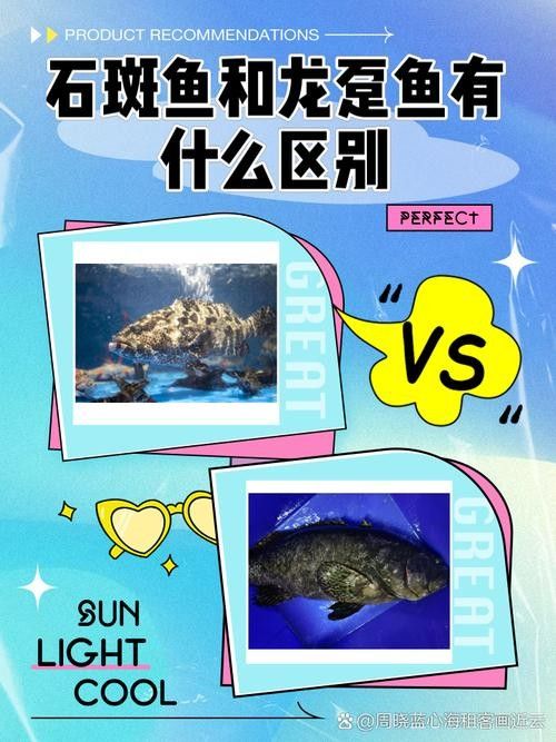 如何區(qū)分新鮮的斑紋龍魚？：如何挑選龍魚，避免買到假貨