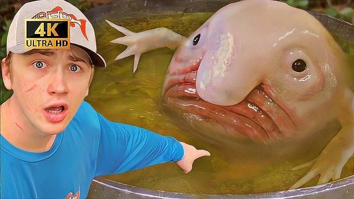 如何區(qū)分新鮮的斑紋龍魚？：如何挑選龍魚，避免買到假貨