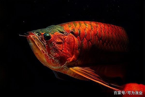 紅龍魚鉆石眼會退化嗎？：如何區分紅龍魚的鉆石眼和后天性鉆石眼？