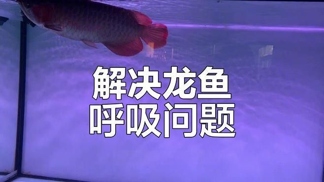 龍魚呼吸急促如何治療：龍魚呼吸急促怎么辦