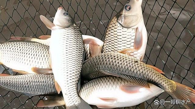 過(guò)江龍魚(yú)有哪些常見(jiàn)疾病？：過(guò)江龍魚(yú)（亞洲龍魚(yú)）常見(jiàn)疾病主要包括體表感染、寄生蟲(chóng)病、內(nèi)臟病變及環(huán)境應(yīng)激相關(guān)疾病 過(guò)江龍魚(yú)有哪些常見(jiàn)疾病？：過(guò)江龍魚(yú)（亞洲龍魚(yú)）常見(jiàn)疾病主要包括體表感染、寄生蟲(chóng)病、內(nèi)臟病變及環(huán)境應(yīng)激相關(guān)疾病 龍魚(yú)百科 第4張