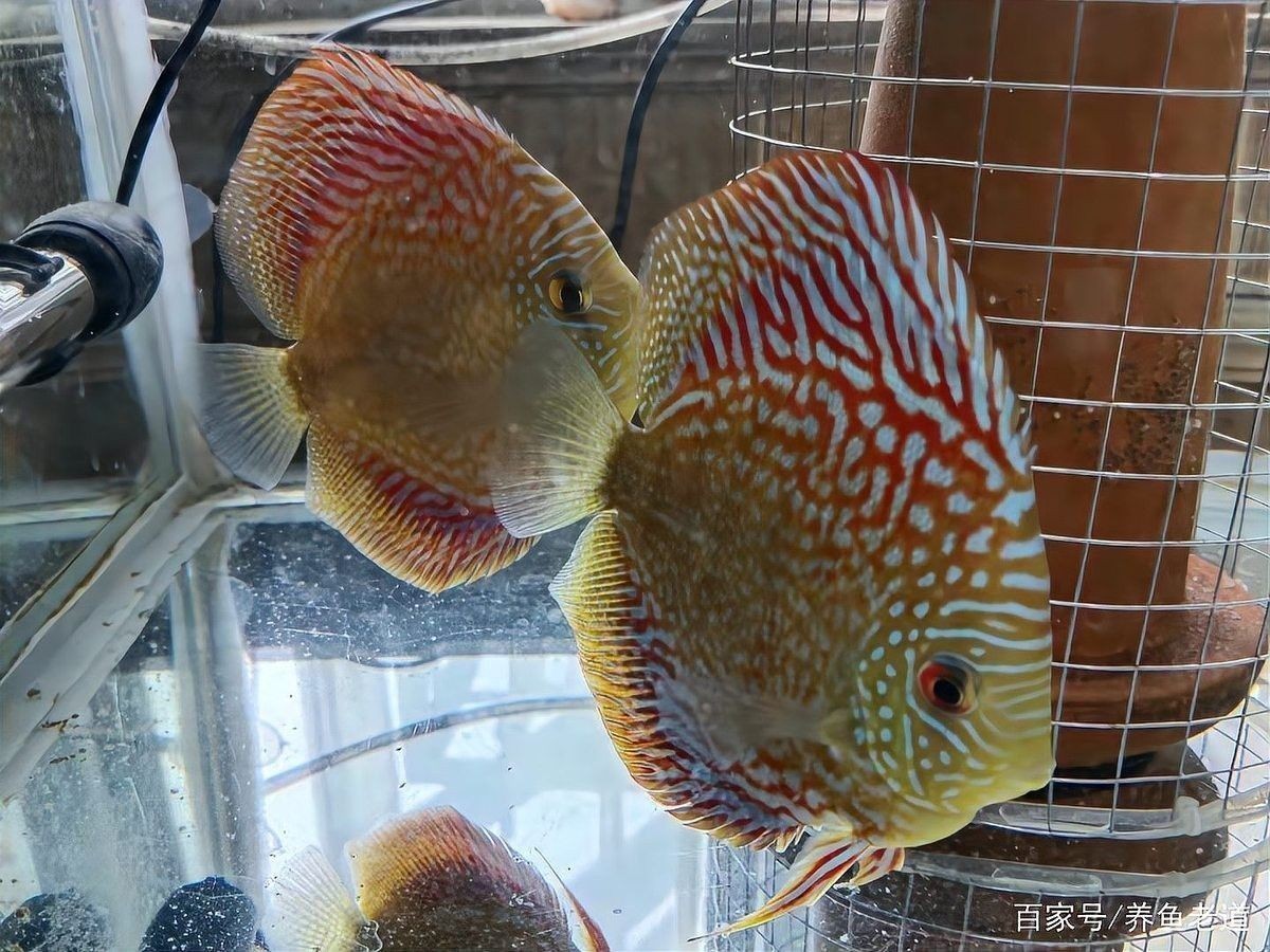 鬼王雷龍繁殖期間需要喂食嗎：雷龍魚喂養(yǎng)全攻略
