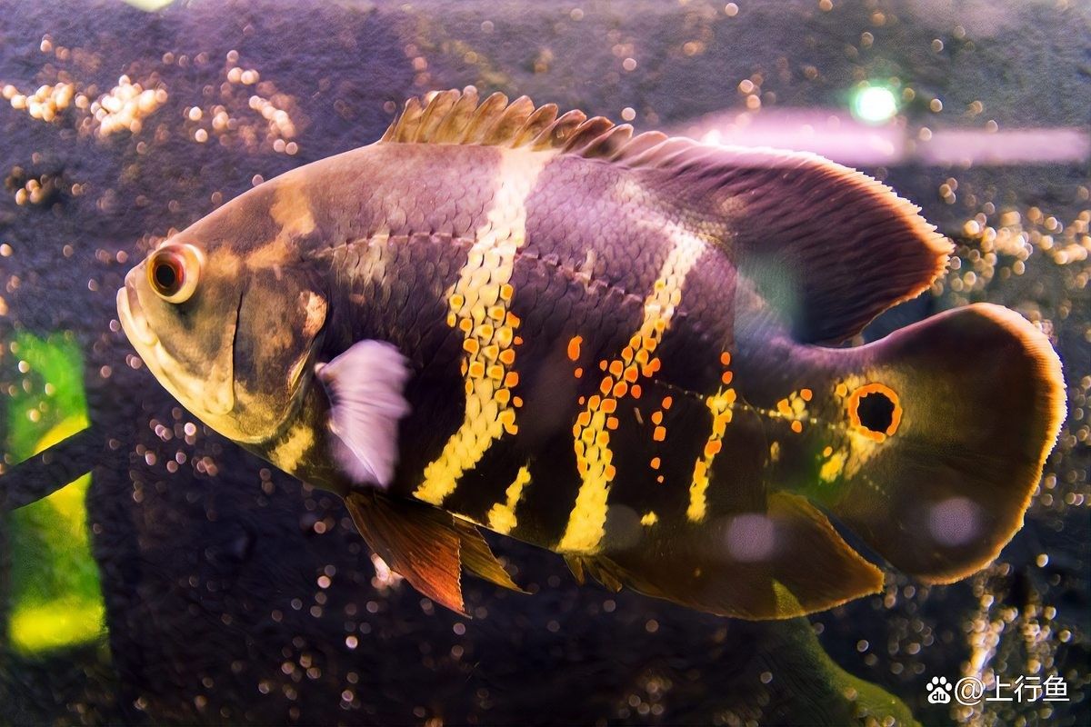 龍魚(yú)和地圖魚(yú)喂多少合適：喂食量,食物選擇,01:4530公分龍魚(yú) 龍魚(yú)和地圖魚(yú)喂多少合適：喂食量,食物選擇,01:4530公分龍魚(yú) 龍魚(yú)百科 第9張