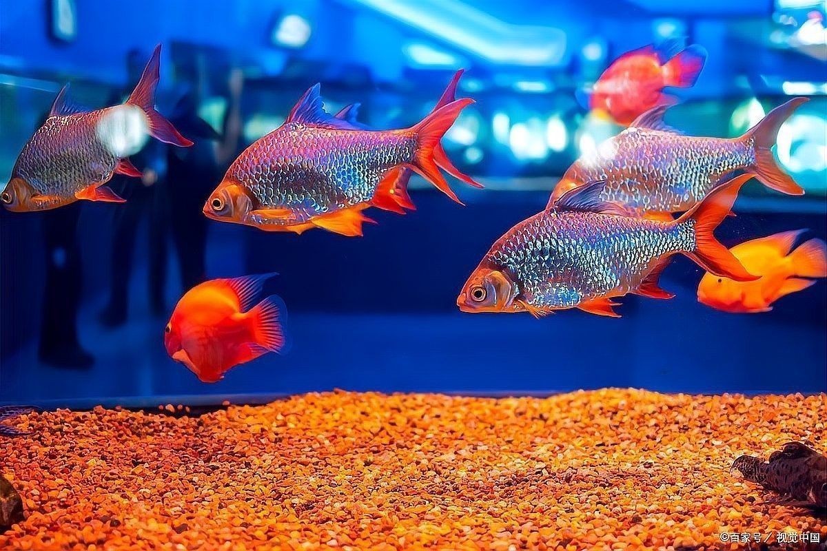 龍魚(yú)和地圖魚(yú)喂多少合適：喂食量,食物選擇,01:4530公分龍魚(yú) 龍魚(yú)和地圖魚(yú)喂多少合適：喂食量,食物選擇,01:4530公分龍魚(yú) 龍魚(yú)百科 第10張