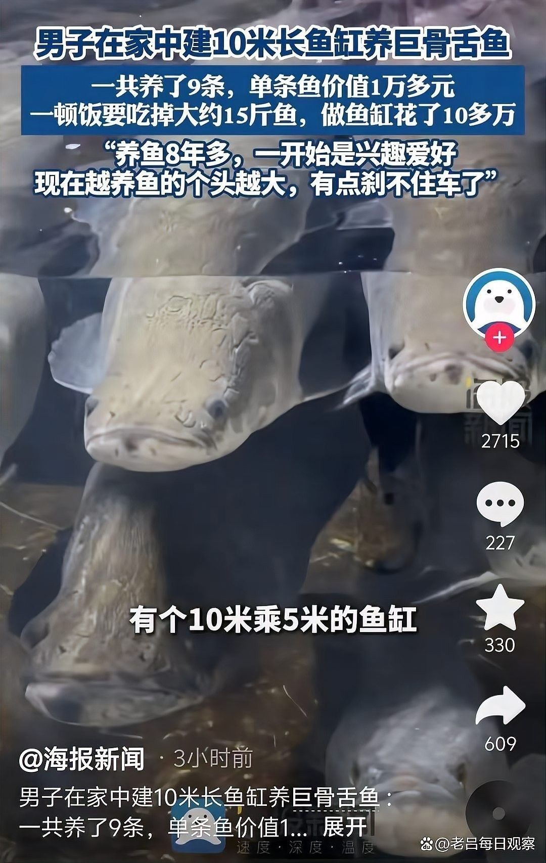 黑骨舌魚適合家養(yǎng)嗎？：男子家中建10米魚缸養(yǎng)巨骨舌魚，養(yǎng)了九條