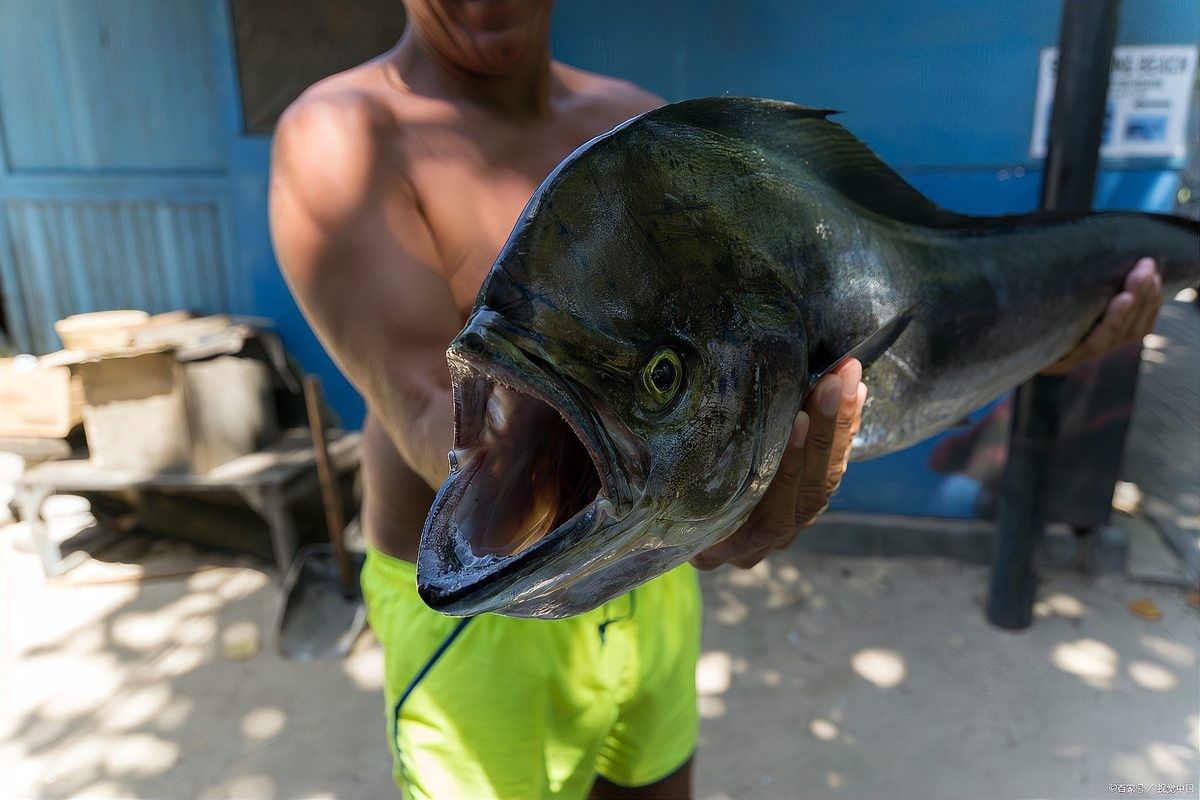 黑骨舌魚適合家養(yǎng)嗎？：男子家中建10米魚缸養(yǎng)巨骨舌魚，養(yǎng)了九條