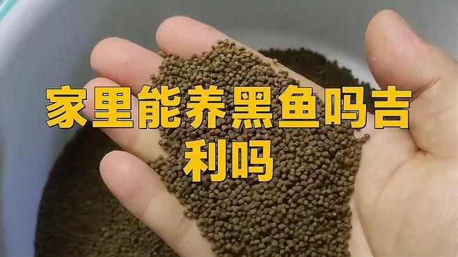 黑骨舌魚適合家養(yǎng)嗎？：男子家中建10米魚缸養(yǎng)巨骨舌魚，養(yǎng)了九條